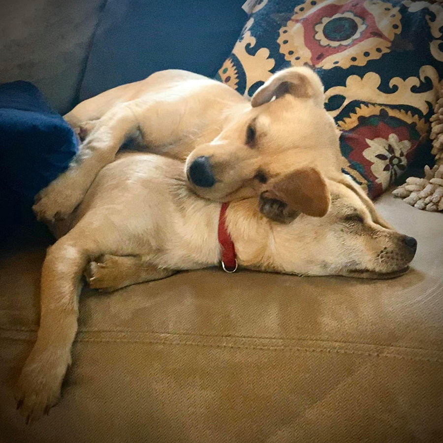 Lola and Lulu, © Shelly Arroyo